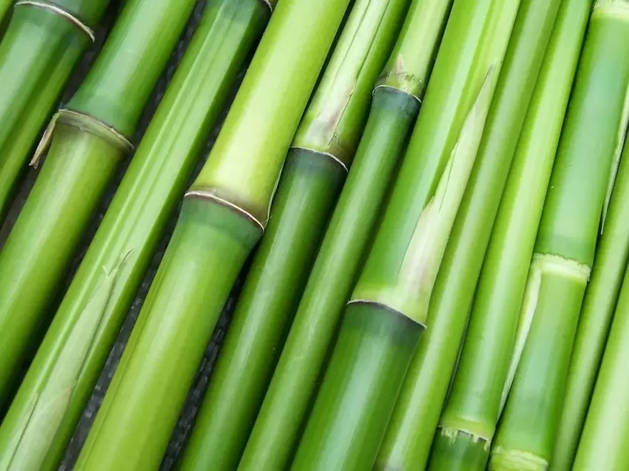 amajlija za sreću-bambus